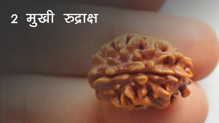 2 Mukhi Rudraksha 